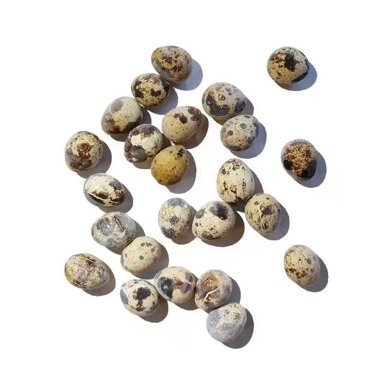 Savage Cat Frozen Quail Eggs 24ct