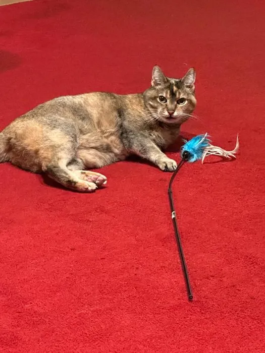 Vee Cat Purrfect Feather Bouncer Wand Toy