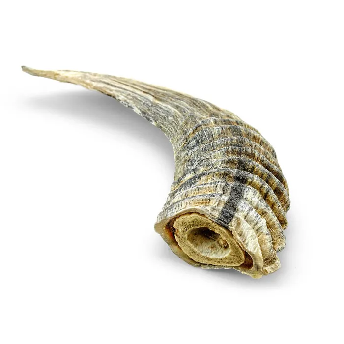 Icelandic Lamb Horn with Marrow