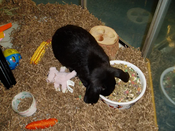 Bedng Eco W/Odor Control 11.5 Lbs