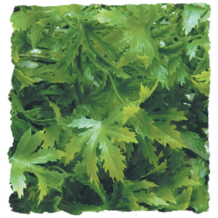 Natural Bush Cannabis Large