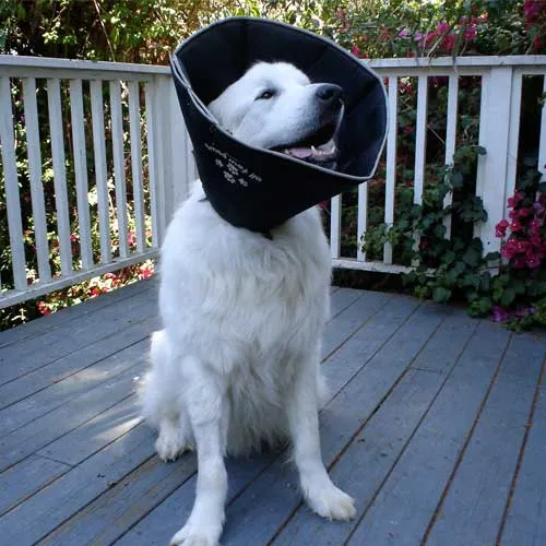 Comfy Cone Large Black