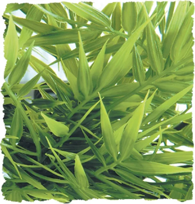 Natural Bush Madagas Bamboo Small