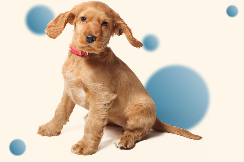 Grooming Spa Pet Image