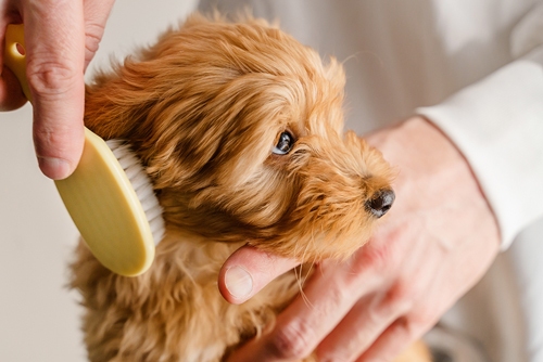 Pet Grooming Services at One Stop