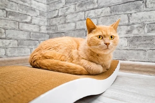 Find the perfect scratching post at One Stop