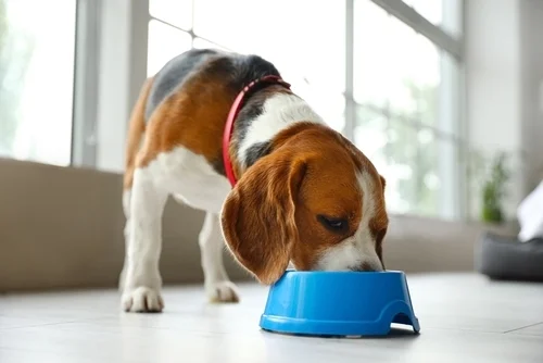 Dog Bowls for sale at One Stop