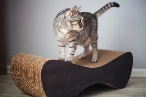 Cat scratching posts for sale at One Stop