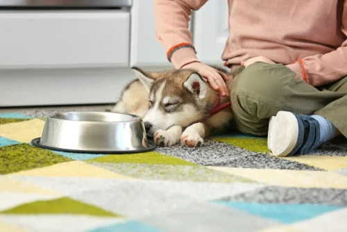 Find the perfect dog bowl at One Stop
