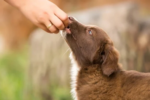 Dog Training Treats for sale at One Stop