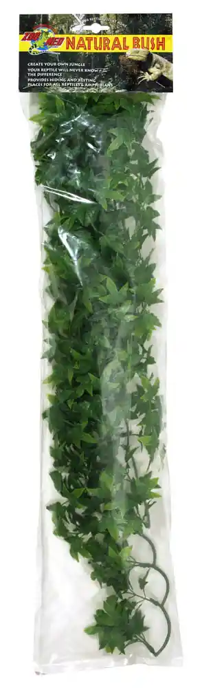 Natural Bush Congo Ivy Large