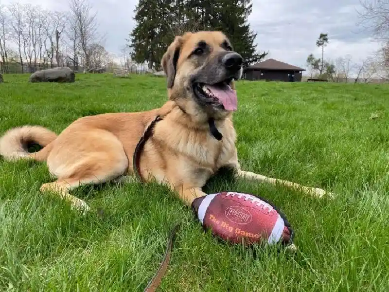 3t Big Game Football
