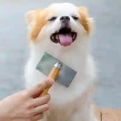 Image Alternative Text
