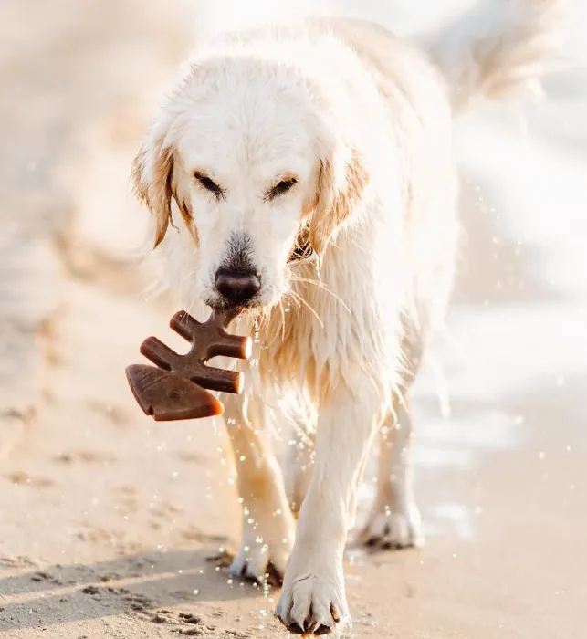 Benebone Fishbone Large