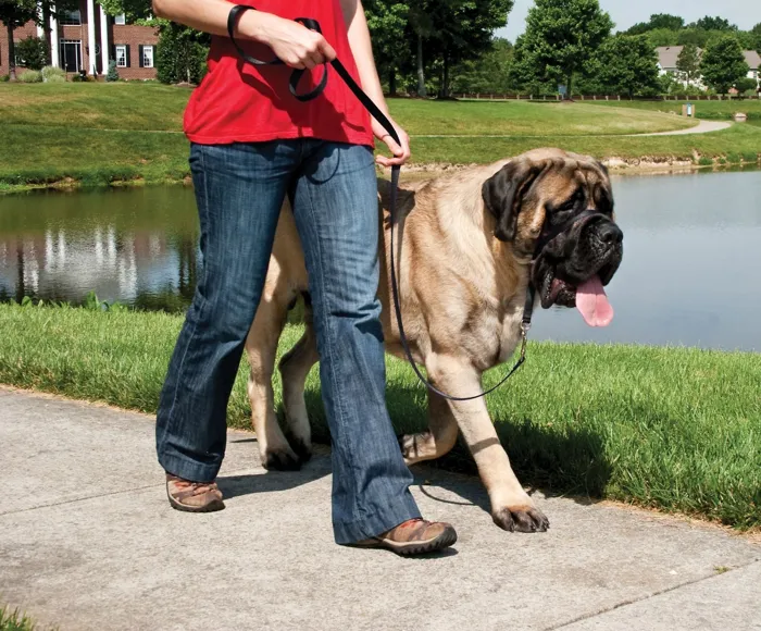 Gentle Leader Headcollar, No-pull Collar X-lg Red