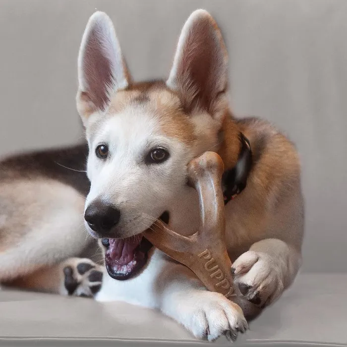 Benebone Puppy Wishbone Bacon Md