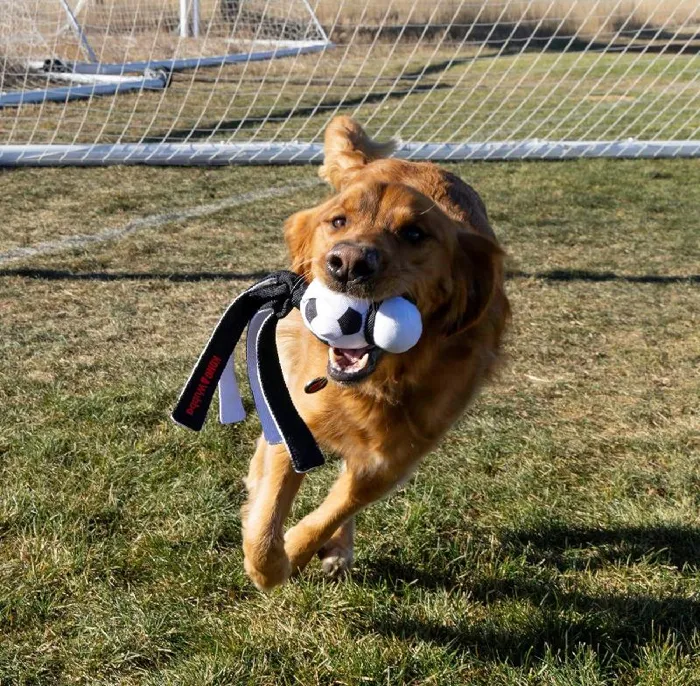 KONG Wubba Sport Soccer Ball dog playing fetch