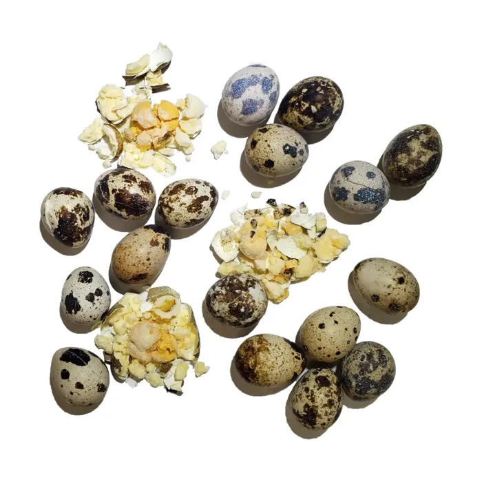 Savage Cat Dog Cat Quail Eggs Fd Treat 2.75oz 32=cs