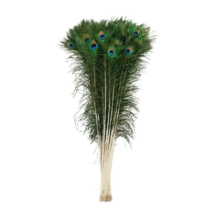 Purrfect Peacock Feather Cat Toy
