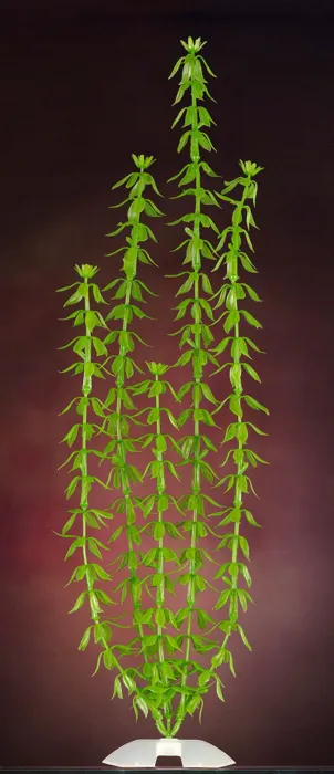 Natures Design Plant Starwort Xxl
