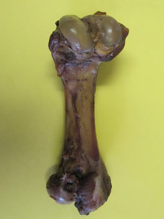 King Oink Juicy Ham Bone - 15ct