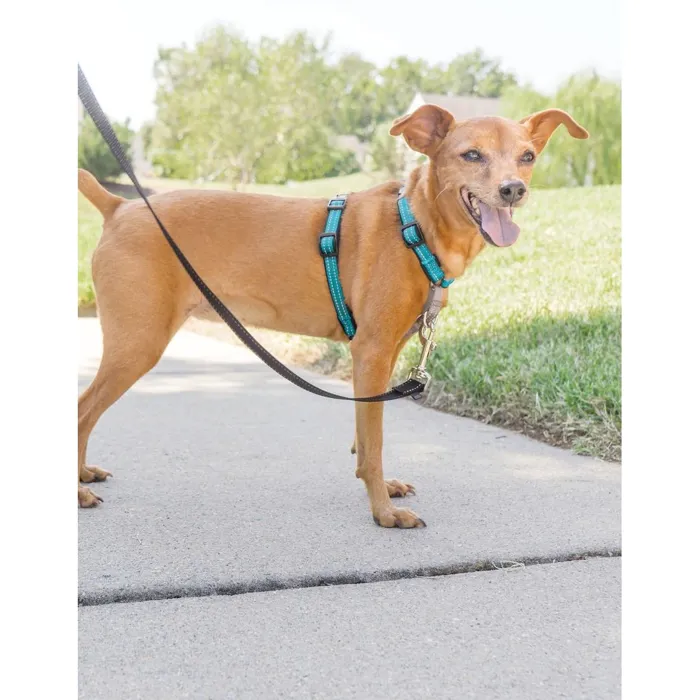 3 In 1 Harness X-small Teal
