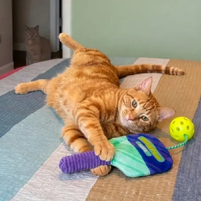 Kong Cat Sport Picklepaw Cat Toy Purple One Size