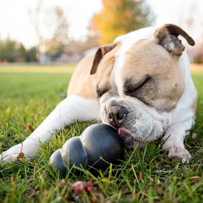 Kong Classic Extreme Dog Toy Medium 3.5-oz