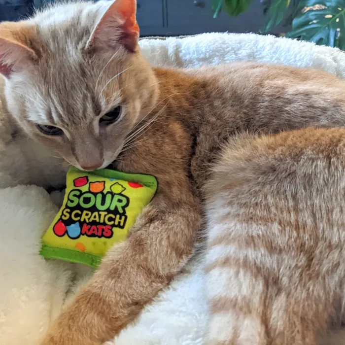Huxley & Kent Sour Scratch Cat Toy