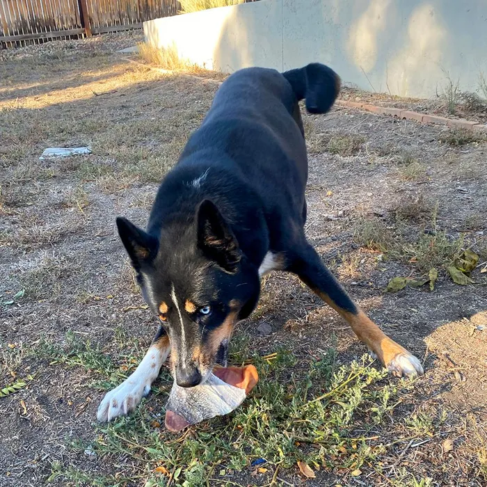 Icelandic+ cod skin wrapped pig ears multiple treats
