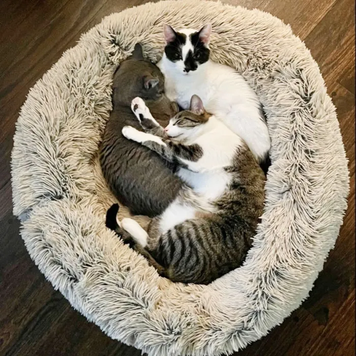 Tall Tails Cuddle Bed Frosted Medium
